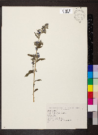 Echium vulgare image