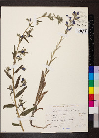 Echium vulgare image