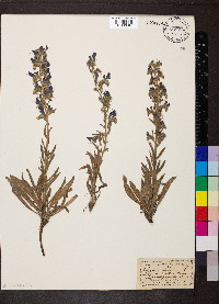 Echium vulgare image