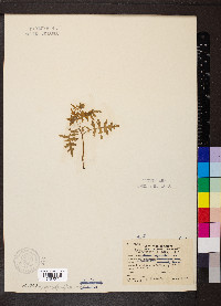 Ellisia nyctelea image