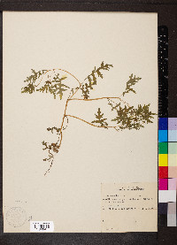 Ellisia nyctelea image