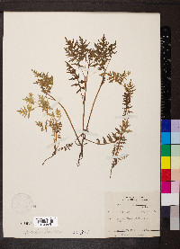 Ellisia nyctelea image