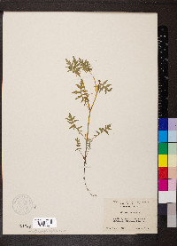 Ellisia nyctelea image