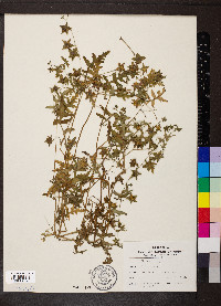 Ellisia nyctelea image