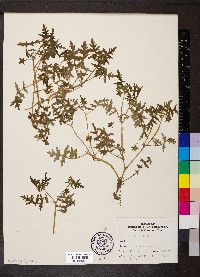 Ellisia nyctelea image