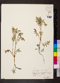 Ellisia nyctelea image