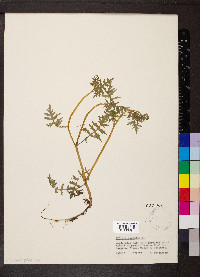 Ellisia nyctelea image