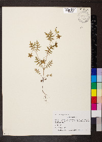 Ellisia nyctelea image