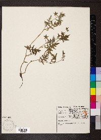 Ellisia nyctelea image