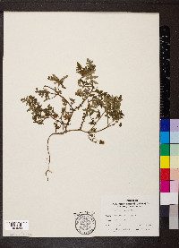 Ellisia nyctelea image