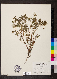Ellisia nyctelea image