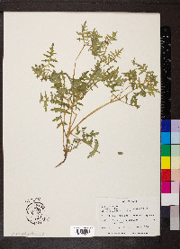 Ellisia nyctelea image