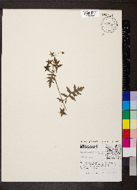 Ellisia nyctelea image