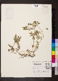 Ellisia nyctelea image