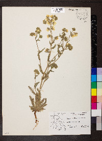 Emmenanthe penduliflora image