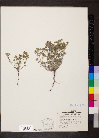 Eremocarya micrantha image