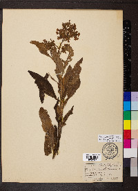 Eriodictyon californicum image