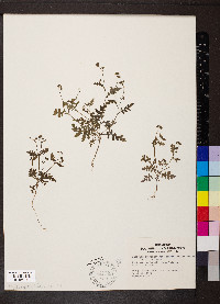 Eucrypta chrysanthemifolia var. bipinnatifida image