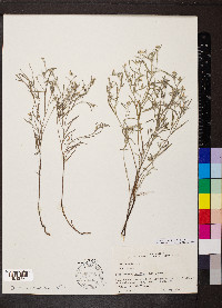 Euploca tenella image