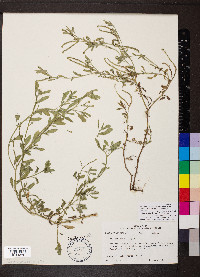 Euploca procumbens image