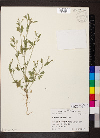 Euploca procumbens image