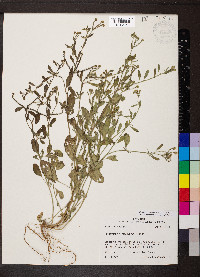 Euploca procumbens image