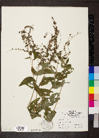 Hackelia virginiana image