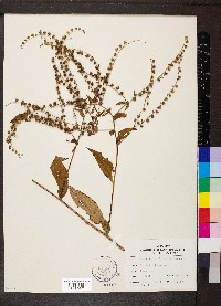 Hackelia virginiana image