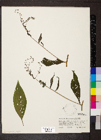 Hackelia virginiana image