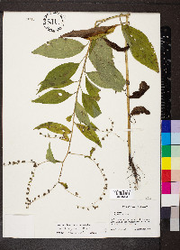 Hackelia virginiana image