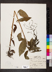 Hackelia virginiana image