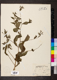 Hackelia virginiana image