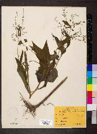 Hackelia virginiana image