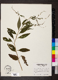 Hackelia virginiana image