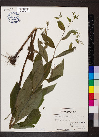 Hackelia virginiana image