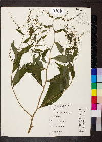 Hackelia virginiana image