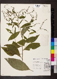 Hackelia virginiana image