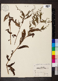 Hackelia virginiana image