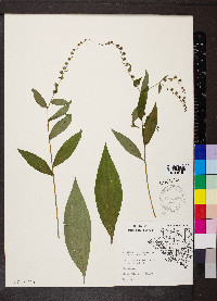 Hackelia virginiana image