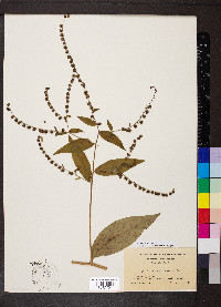 Hackelia virginiana image