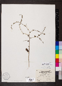 Hackelia virginiana image