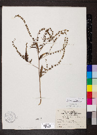 Hackelia virginiana image