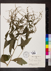 Hackelia virginiana image