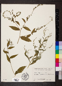 Hackelia virginiana image