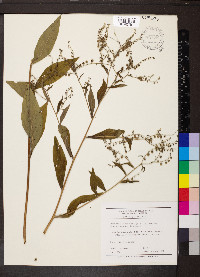 Hackelia virginiana image