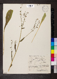 Hackelia diffusa image