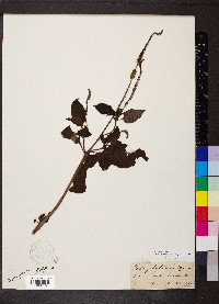 Heliotropium indicum image