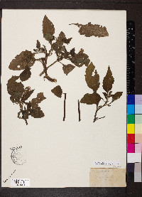 Heliotropium indicum image