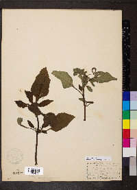 Heliotropium indicum image