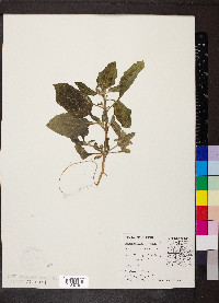 Heliotropium indicum image